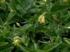 Paederota lutea